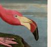 American Flamingo by Audubon and James Webb